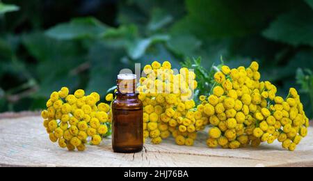 Öle aus der Immortelle-Pflanze. Natur. Selektiver Fokus Stockfoto