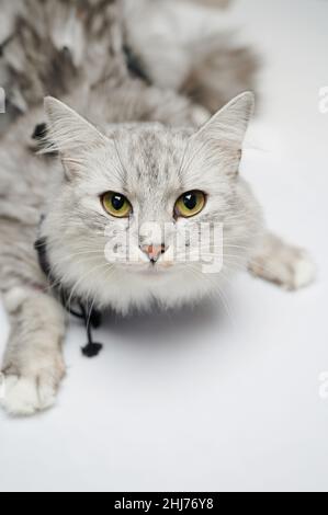 Kitty nach der Sterilisation mit Binde isoliert auf Studio-Hintergrund Stockfoto