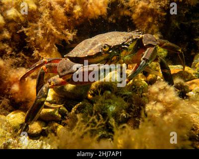 Eine Krabbe zwischen Algen und Steinen. Bild aus dem Sound, zwischen Schweden und Dänemark Stockfoto