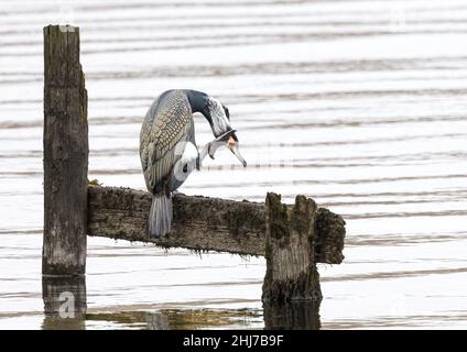 Großer Kormoran (phalacrocorax carbo) im Zuchtgefieder auf einem alten Steg in Windermere, Lake District, Cumbria, England, Großbritannien Stockfoto