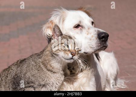 Hund und Katze spielen draußen zusammen. Katze und Hund Freundschaft, Katze und Hund verliebt Stockfoto