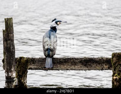 Großer Kormoran (phalacrocorax carbo) im Zuchtgefieder auf einem alten Steg in Windermere, Lake District, Cumbria, England, Großbritannien Stockfoto