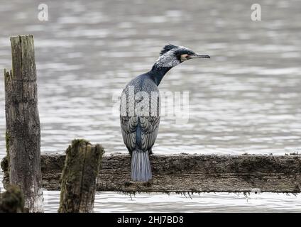 Großer Kormoran (phalacrocorax carbo) im Zuchtgefieder auf einem alten Steg in Windermere, Lake District, Cumbria, England, Großbritannien Stockfoto