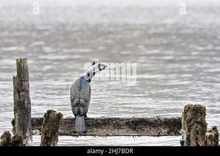 Großer Kormoran (phalacrocorax carbo) im Zuchtgefieder auf einem alten Steg in Windermere, Lake District, Cumbria, England, Großbritannien Stockfoto