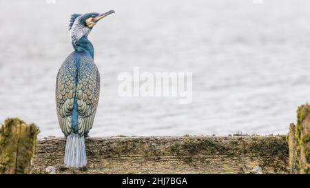 Großer Kormoran (phalacrocorax carbo) im Zuchtgefieder auf einem alten Steg in Windermere, Lake District, Cumbria, England, Großbritannien Stockfoto