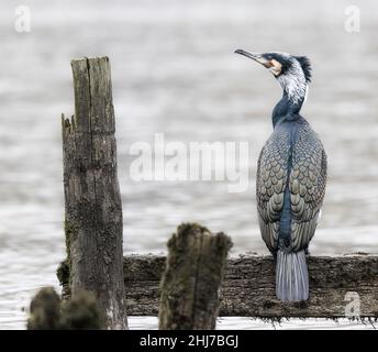 Großer Kormoran (phalacrocorax carbo) im Zuchtgefieder auf einem alten Steg in Windermere, Lake District, Cumbria, England, Großbritannien Stockfoto