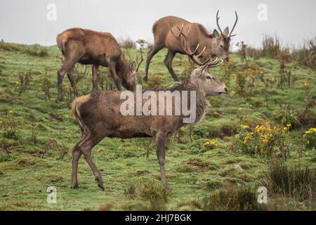 Rothirsch aus nächster Nähe auf dem Moor in Schottland Stockfoto