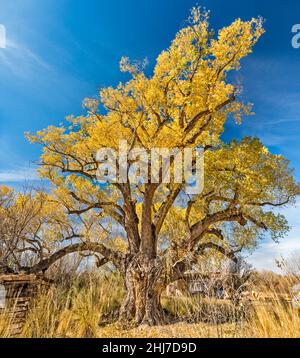 Großer Fremont-Baumwollbaum, 120 Jahre alt, im Herbstlaub, im San Pedro House, San Pedro Riparian NCA, in der Nähe von Sierra Vista, Arizona, USA Stockfoto