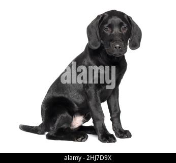 Ganzkörperaufnahme eines 4 Monate alten 16 Wochen alten schwarzen Labrador Welpen, der isoliert auf weißem Hintergrund sitzt Stockfoto