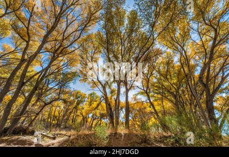 Fremont-Baumwollbaumwald, über dem San Pedro-Flusskanal, San Pedro-Anrainerwald, in der Nähe von Sierra Vista, Arizona, USA Stockfoto