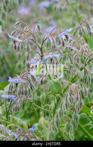 Borago officinalis, Borage oder Sternblume. Einjähriges Kraut in Blüte Stockfoto