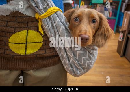 Ein Dachshund Hund wird in einem Papoose getragen. Stockfoto