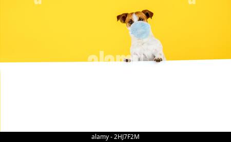 Hund mit Banner. Der lustige Hund Jack Russell Terrier in einer medizinischen Maske guckt hinter einem weißen Poster hervor Stockfoto