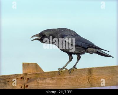 Aas Crow Corvus Corone calling, während auf Zaun Winter Norfolk thront Stockfoto