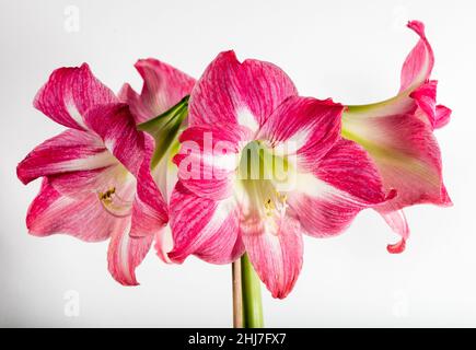 'Belichtung' Hippeastrum, Amaryllis (Hippeastrum x hortorum) Stockfoto