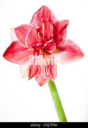 'Sweet Nymph' Hippeastrum, Amaryllis (Hippeastrum x hortorum) Stockfoto