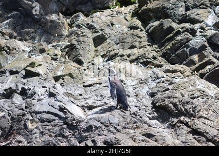 Magellanic Pinguin an der Küste der Insel Chiloe, Chile Stockfoto