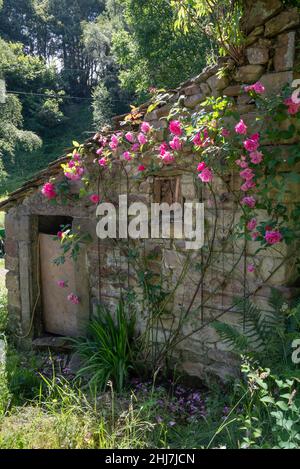 Rosa Sommerrose klettert auf einem alten Steingebäude mit einer kleinen Tür in einem englischen Hüttengarten. Stockfoto