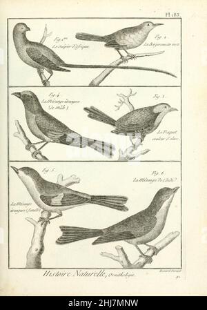 Tableau encyclopédique et méthodique des trois règnes de la nature (Pl. 183) (7850756114). Stockfoto