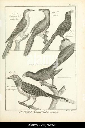 Tableau encyclopédique et méthodique des trois règnes de la nature (Pl. 220) (7850805336). Stockfoto