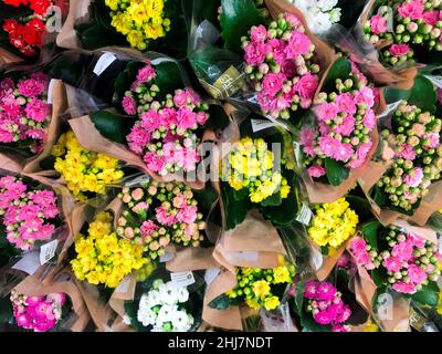 Mehrfarbige Kalanchoe Kalandiva in Töpfen zum Verkauf im Geschäft in Geschenkverpackung, als Blumensträuße. Stockfoto