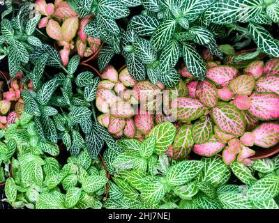 Mehrfarbige Blätter mit Streifen von Fittonia grün und rosa Farbe. Stockfoto