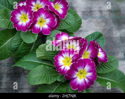 Helles Magenta mit gelbem Zentrum einer Primrose-Blüten - Kuhslip mit hellgrünen Blättern in Blumentöpfen auf grauem Hintergrund. Stockfoto