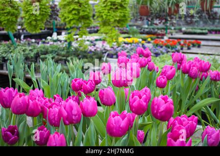 Schöne leuchtend rosa fast lila frische Tulpenblüten auf einem Hintergrund von bunten blühenden und grün hängenden Pflanzen im Gewächshaus. Stockfoto