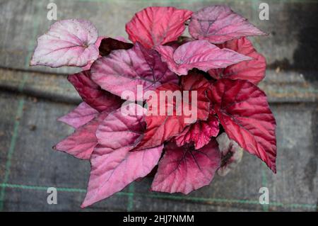 Eine Begonia-Pflanze mit dunkelrosa bunten Blättern in einem Topf auf einem Hintergrund von grauer Matte. Stockfoto