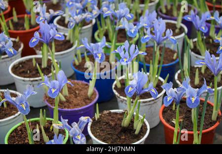 Kleine Iris sprießt mit weichen blauen Blüten in Töpfen im Gewächshaus zum Verkauf. Stockfoto