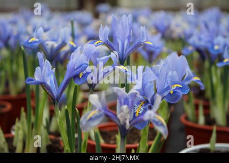 Nahaufnahme von kleinen Irissprossen mit weichen blauen Blüten in Töpfen im Gewächshaus zum Verkauf. Stockfoto