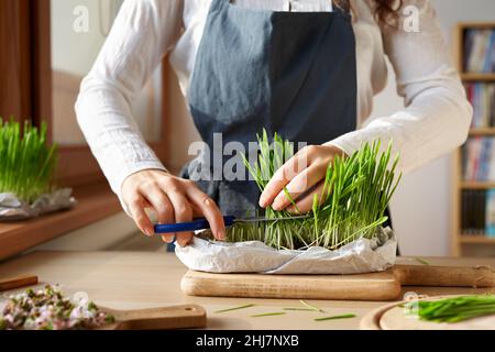 Person, die frisches junges Barleygras zu Hause schneidet - Indoor-Gartenarbeit Stockfoto