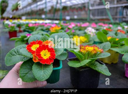 Die Hand hält einen grünen Topf mit roten und gelben Primeln und viele unscharfe helle bunte Primeln befinden sich in einem Gewächshaus. Frühlingsblumen-Verkauf. Stockfoto