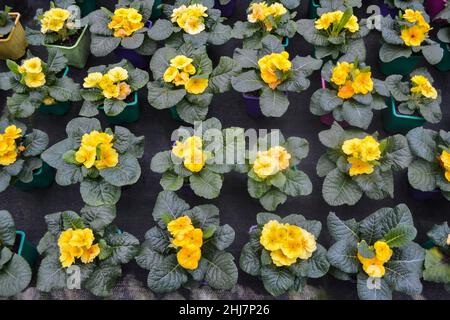 Nahaufnahme von vielen leuchtend gelben Primeln Blumen Kuhslip in Blumentöpfen. Frühlingsblumen Hintergrund. Stockfoto