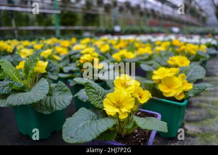 Nahaufnahme einer gelben Primrose in einem hellen Topf und einer Vielzahl von verschwommenen leuchtend gelben Kuhslip-Blüten in einem Gewächshaus. Frühlingsblumen-Verkauf Stockfoto