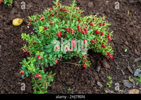 Vaccinium vitis-idaea Koralle im Garten Stockfoto