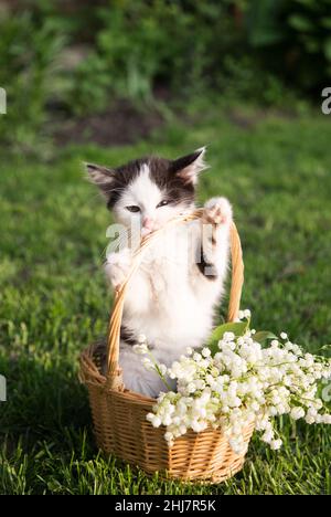 Lustiges schwarz-weißes Kätzchen steht in einem Weidenkorb auf seinen Hinterbeinen. Es gibt viele Lilien des Tales im Korb um das Kätzchen. Katzenküche Stockfoto