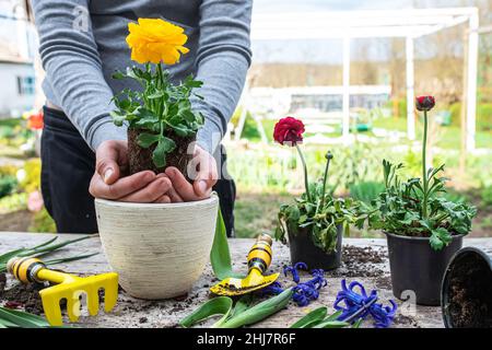 Bauernhände Ranunculus asiaticus, mit Wurzeln in der Knolle der Erde gehalten. Blühende hässliche Büsche Perser-Butterblume, Gelbe Sorte M-Sakura in gar Stockfoto