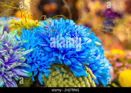 Chrysantheme Blume, Nahaufnahme von blau mit lila Stockfoto