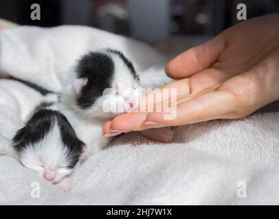 Zwei kleine neugeborene Kätzchen auf einer weichen Decke und einer Frauenhand. Das Konzept der Pflege und Liebe für Haustiere. Katzen züchten Stockfoto