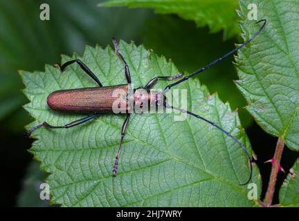 Profilansicht Eines blauen kupferfarbenen Moschuskäfer, Aromia moschata, auf Einer Bramble, UK Stockfoto