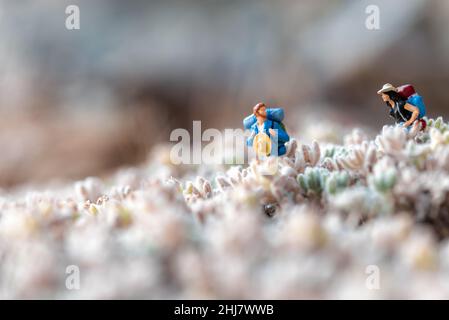 Miniatur-Wanderpaar auf einer Wiese. Makrofoto Stockfoto