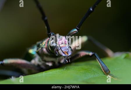 Makroaufnahme des Kopfes Eines blauen, kupferfarbenen Moschuskäfer, Aromia moschata, auf Einer Bramble, mit langen Antennen, Großbritannien Stockfoto