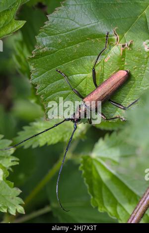 Profilansicht Eines blauen kupferfarbenen Moschuskäfer, Aromia moschata, auf Einer Bramble, UK Stockfoto