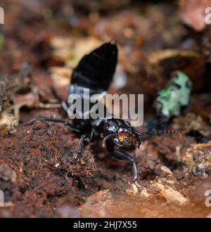 Devils Coach Horse Beetle, Staphylinus olens, kriechen durch den Blattlitter mit aufgehobenem Schwanz, New Forest UK Stockfoto