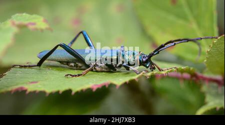 Profilansicht Eines Blauen Moschuskäfer, Aromia moschata, auf Einer Bramble, UK Stockfoto