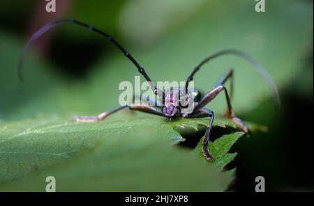 Frontaufnahme des Kopfes Eines blauen, kupferfarbenen Moschuskäfer, Aromia moschata, auf Einer Bramble, mit langen Antennen, Großbritannien Stockfoto