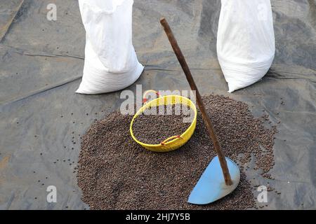 Getrocknete Beeren von Robusta-Kaffee, die in Säcke gefüllt werden, um sie mit einfachen Werkzeugen zu verkaufen, die bei der Verarbeitung verwendet werden Stockfoto