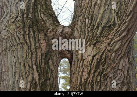 Zwei Bäume küssen sich in einer ungewöhnlichen Pose im Wald. Stockfoto