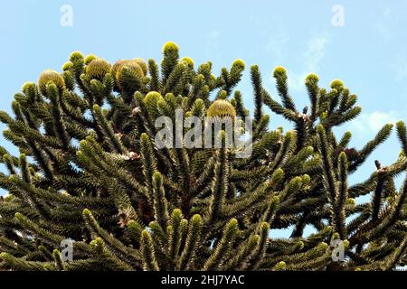 Nahaufnahme eines Affen-Puzzle-Baumes (Araucaria araucana). Stockfoto